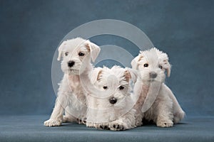 three puppies white schnauzer on a blue background. Cute dogs