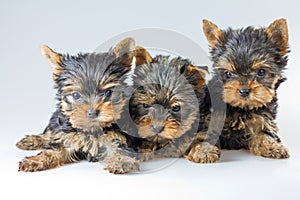 Three puppies Yorkshire Terrier