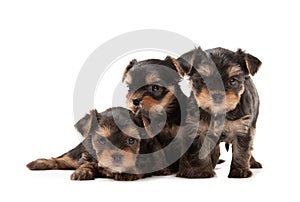 Three puppies of the Yorkshire Terrier