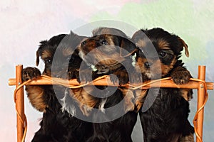 Three puppies Yorkshire terrier