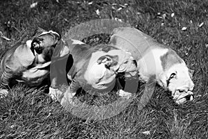 Three puppy breed English bulldog