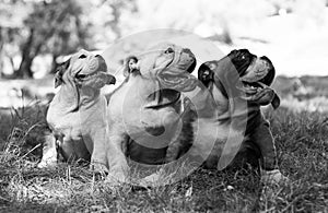 Three puppy breed English bulldog sit