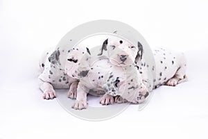 Three puppy dogs of the Dalmata breed on white background.