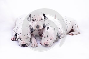 Three puppy dogs of the Dalmata breed on white background.