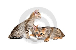 Three purebred fluffy kittens sit on a white isolated background