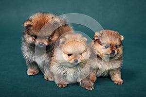 Three purebred spitz puppies. Studio shot