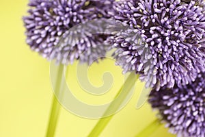 Three purple Alium flowers photo