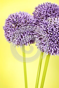 Three purple Alium flowers photo