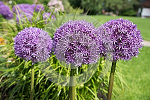 Three purple allium balls, in the garden photo