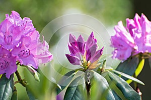 Three Purple blooming flowers rhododendron in garden with green background. Natural botanical flora scene.