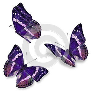 Three purple butterfly