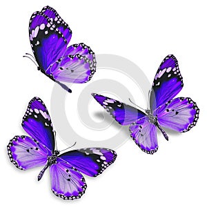 Three purple butterfly