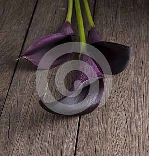 Three purple calla lilies over wooden table