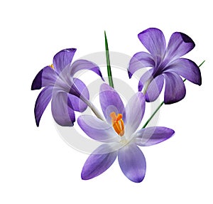 Three Purple Crocus Flowers