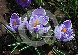 Three purple crocus flowers