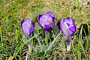 Three purple crocus flowers.