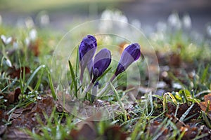 Three purple crocuses with a bokeh effect background