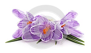 Three purple crocuses.