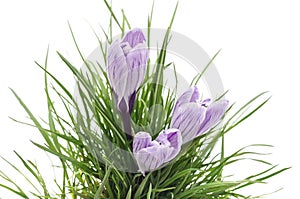 Three purple crocuses.