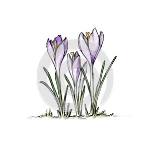 Three purple crocuses on a white background
