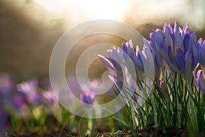 Three purple crocusses in sunlight