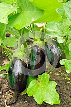 Three purple eggplants