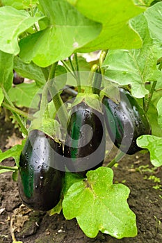 Three purple eggplants
