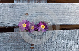 Three purple flowers with a yellow cente photo