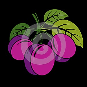 Three purple simple vector plums with green leaves, ripe sweet fruits illustration. Healthy and organic food, harvest season