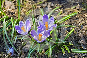 Three purple spring crocuses growing