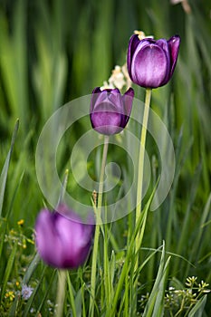 Three purple tulips