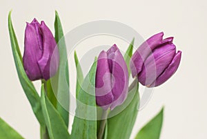 Three purple Tulips flower bouquet on Neutral Background. Spring flower bouquet.