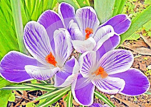 Three purple white crocuses