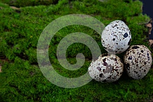Three quail eggs lie on the green grass. bird eggs fell out of the nest. close-up
