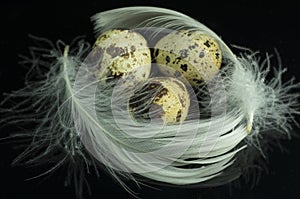 Three Quail's Eggs