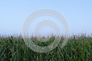 Three quarter moon rising into the night sky over a green corn field