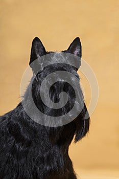 Three quarter portrait black dog Scotch Terrier on a yellow background