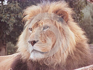 Three quarter view of an adult lion face