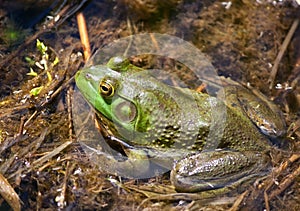 Three quarter view of half submerged bull frog photo