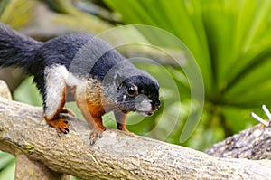 Three-quarter view of a Prevost`s Squirrel in Singapore Zoo`s Fragile Forest