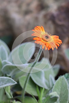 Three-quarters orange and yellow Gerbera daisy flower with black eye on green stem and brown rock with lamb\'s ears, vertical