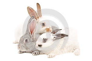 The three rabbits