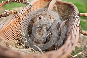 Three rabbits in basket on farm