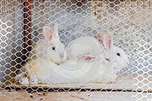 Three rabbits in cage