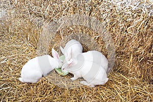 Three rabbits on farm