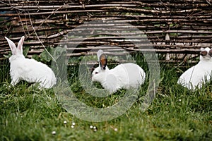 Three rabbits in green grass on the farm.