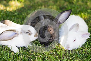 Three rabbits in green grass on the farm