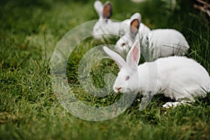 Three rabbits in green grass on the farm. soft focus