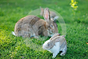 Three rabbits on green grass. Mother rabbit and baby rabbits. A family of rabbits.