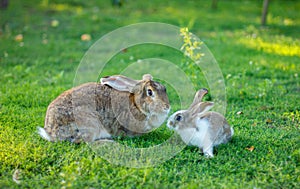 Three rabbits on green grass. Mother rabbit and baby rabbits. A family of rabbits.